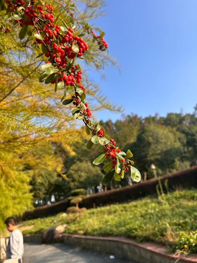玉山秋日雲海觀景台