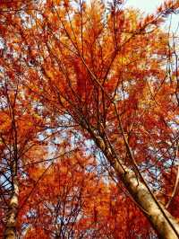 休寧朱村落羽杉｜闖入現實版油畫秋色世界