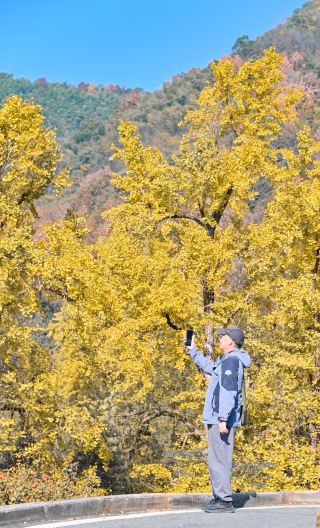 諸暨靈山坞銀杏公園 | 邂逅最美秋景