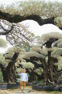 大膽預測這片奇幻森林將成為廣佛新頂流