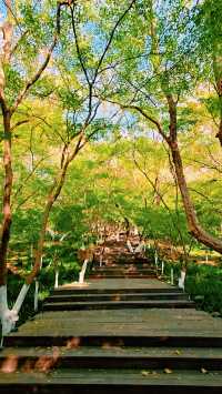 南京棲霞山秋色實測｜銀杏金黃楓葉漸變，下週顏值巔峰！