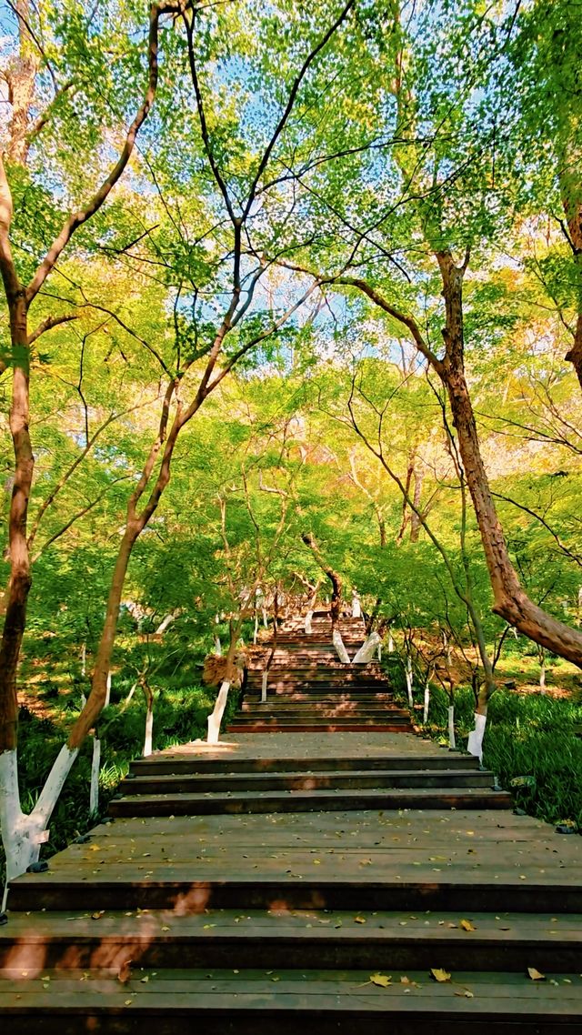 南京棲霞山秋色實測｜銀杏金黃楓葉漸變，下週顏值巔峰！