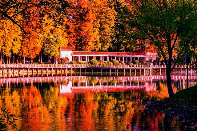 斑斕調色盤,律動生活詩--武漢解放公園秋色 斑斕調色盤,律動生活詩--武漢解放公園秋色