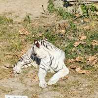 上海野生動物園免費衝！粉紅火烈鳥+大象互毆，值回折騰