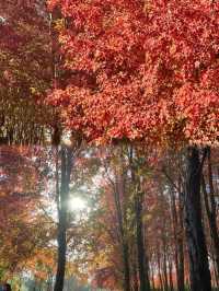 0元get秋日電影感上海金山楓葉島美到犯規