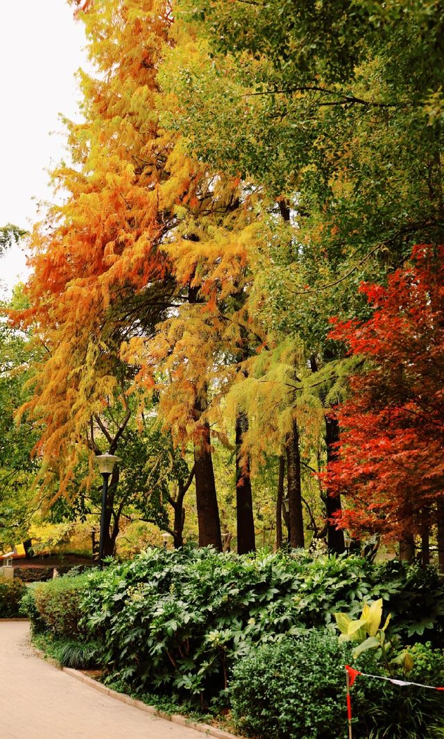 12.3上海超絕!延中綠地楓葉銀杏 12.3上海超絕!延中綠地楓葉銀杏