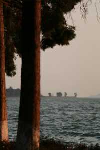 昆明冬日限定浪漫海洪濕地的鷗語時光