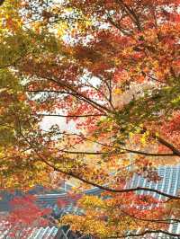 12.6棲霞山實況！！！南京的秋天瘋狂了！！！