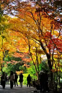 名古屋紅葉 東山植物園2025.11.27