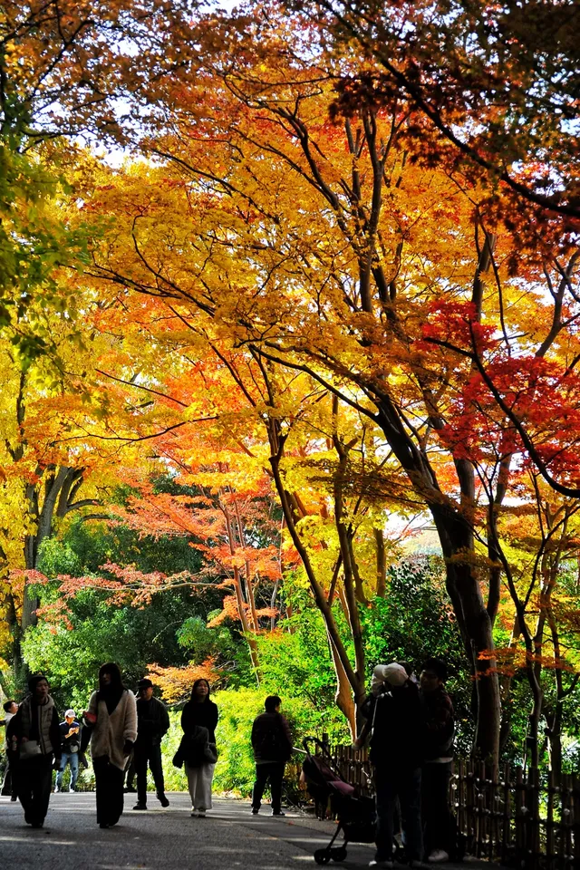名古屋紅葉 東山植物園2025.11.27 名古屋紅葉 東山植物園2025.11.27