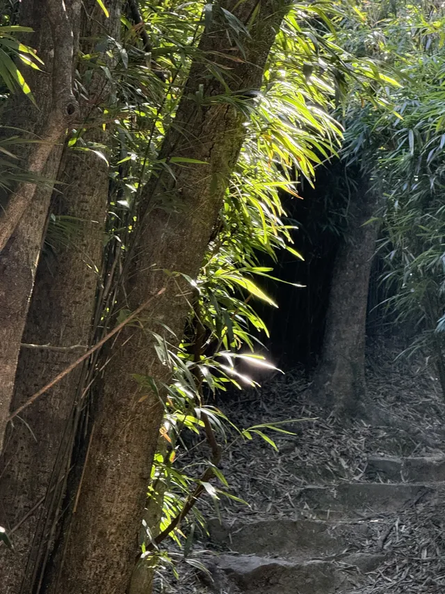 景美人少徒步徑｜梧桐寨+大帽山