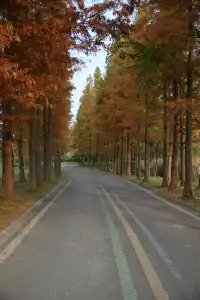 還用去擠白鷺灣?人少景美的水杉秘境!