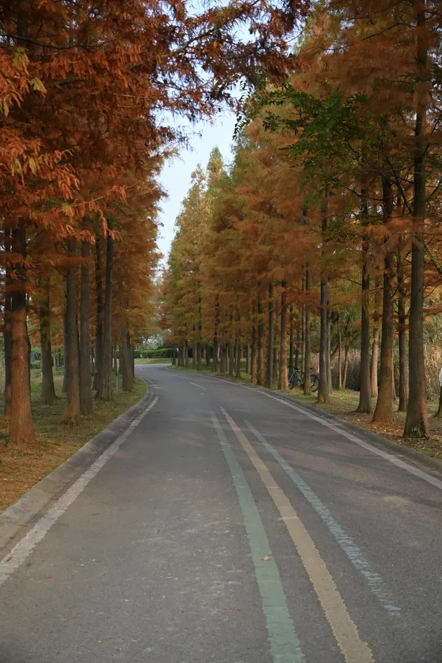 還用去擠白鷺灣?人少景美的水杉秘境! 還用去擠白鷺灣?人少景美的水杉秘境!