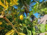 景洪嘎洒機場旁寶藏酒店｜夢景悅蘭莊，落地即享熱帶度假感