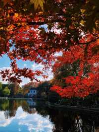 上海魯迅公園｜初冬限定！這片紅楓林美到窒息