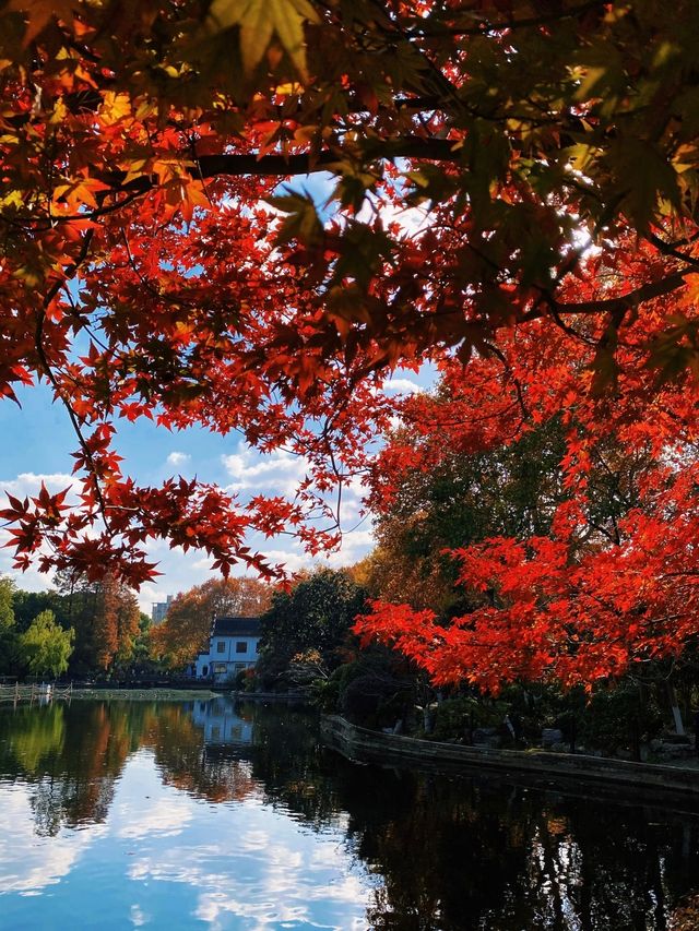 上海魯迅公園｜初冬限定！這片紅楓林美到窒息