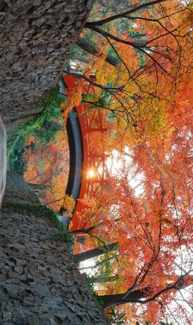 11.30植物園還是那麼有性價比 ＼(*T▽T*)／