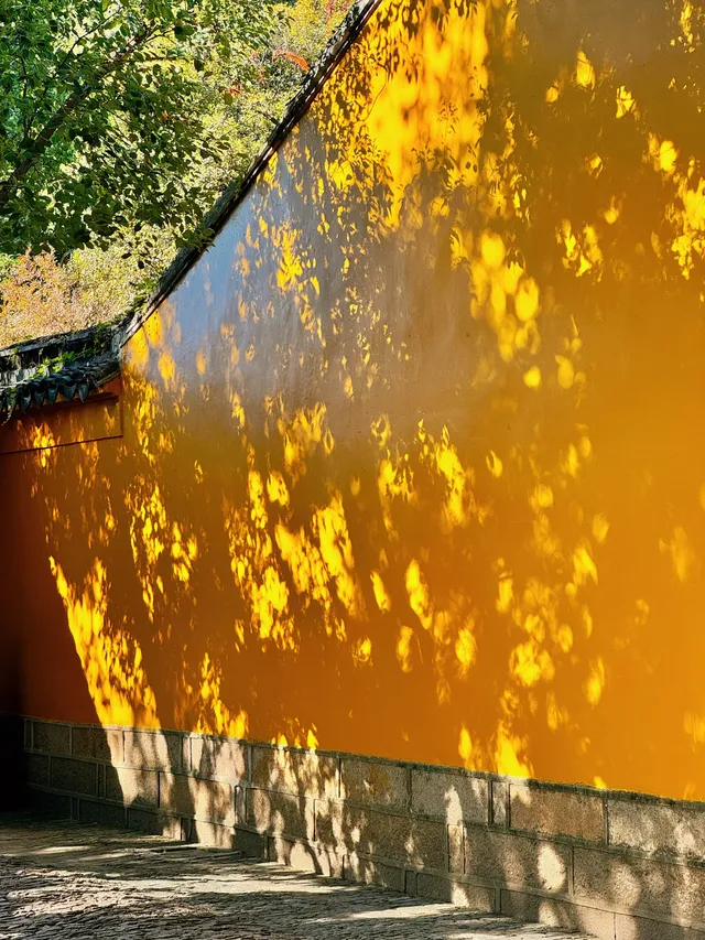 蘇州|西園寺已進入秋季最佳觀賞期 蘇州|西園寺已進入秋季最佳觀賞期