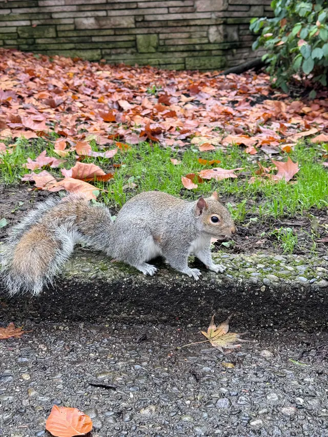 秋色/西雅圖 秋色/西雅圖