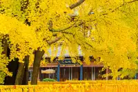 12.5實拍！真如寺銀杏，元代古剎小眾賞秋！