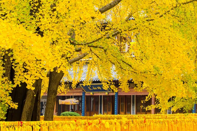 12.5實拍！真如寺銀杏，元代古剎小眾賞秋！