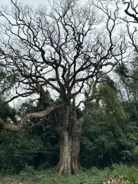 探秘香港風水林,尋找百年樟樹神木