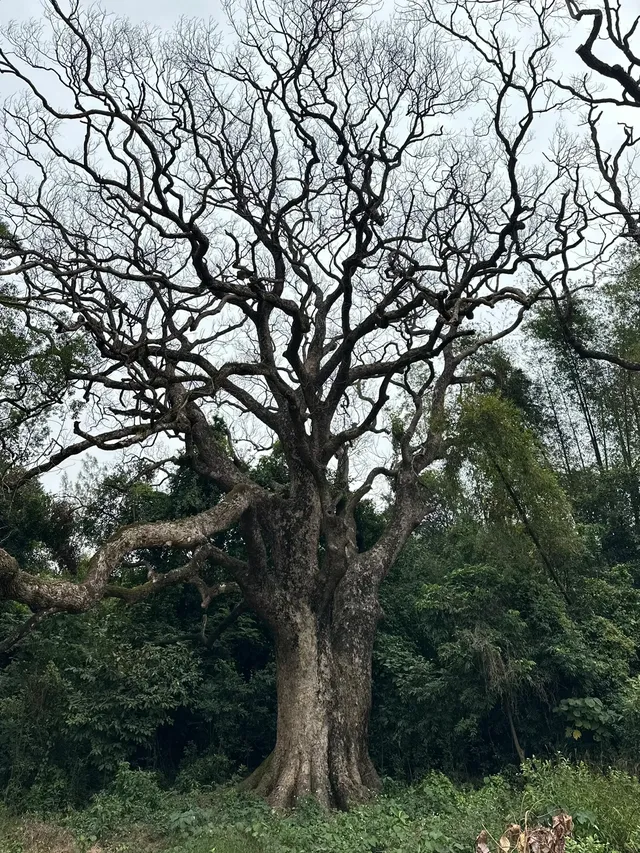 探秘香港風水林,尋找百年樟樹神木 探秘香港風水林,尋找百年樟樹神木