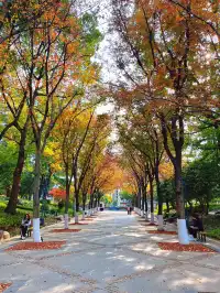 報劉海粟綠地 銀杏濃度已達99.9%