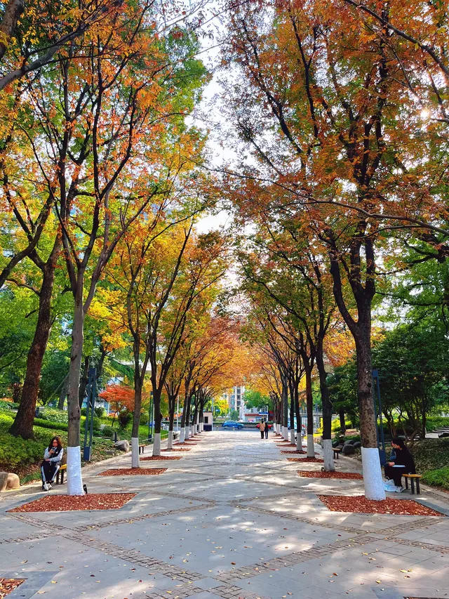 報劉海粟綠地 銀杏濃度已達99.9% 報劉海粟綠地 銀杏濃度已達99.9%