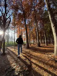 12月的洱海邊,彩林和海鷗也太配了吧