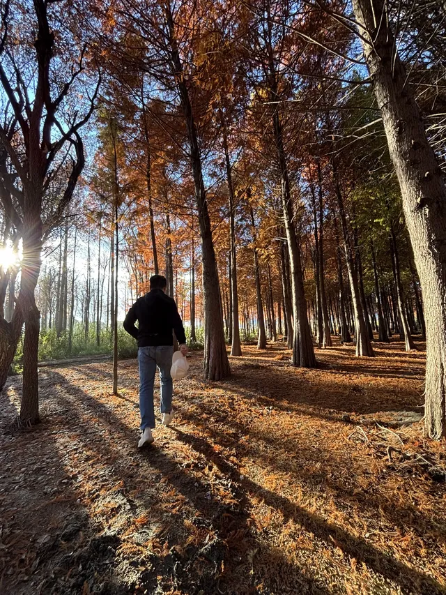 12月的洱海邊,彩林和海鷗也太配了吧 12月的洱海邊,彩林和海鷗也太配了吧