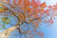 不用去皖南!溫嶺市區藏了個「秋日童話」