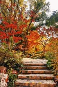 魔都賞秋封神路線!0元拍出大片感