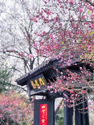 허페이 칭펑각 | 고건축과 매화의 만남, 한순간에 강남의 시적인 정취 속으로