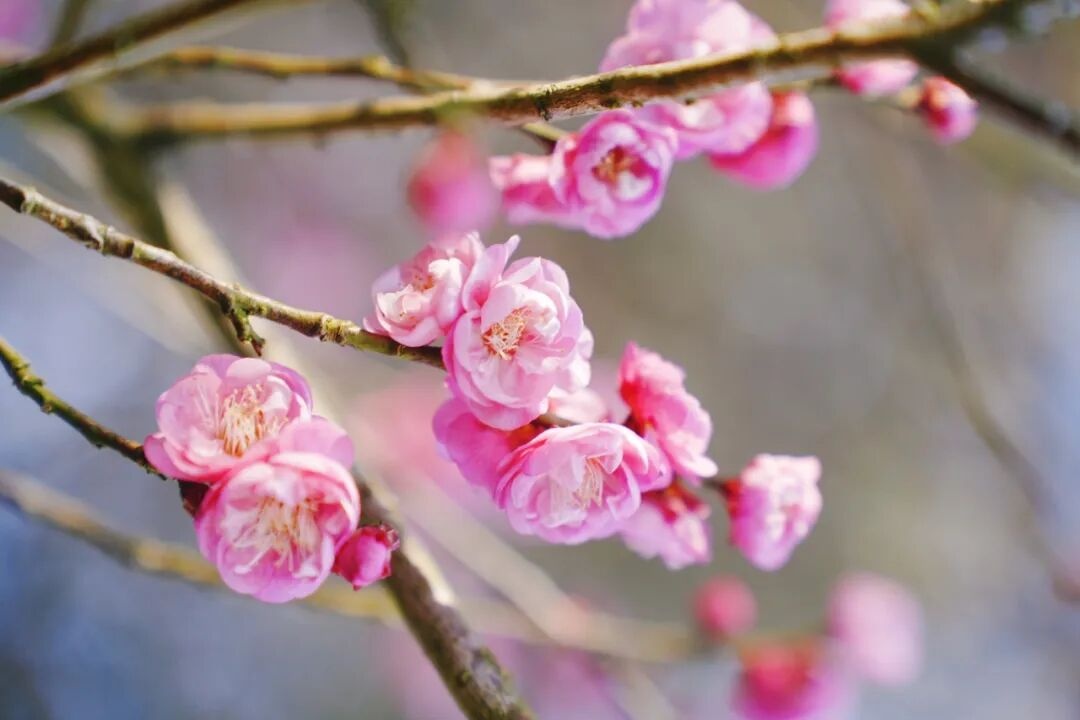 Suối nước nóng Shimizu Tenichi: Cơ hội có hạn để trải nghiệm cảnh sắc hoa mai mùa đông.