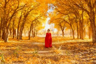 Ruoshui Poplar Scenic Area – Ruoshui Poplar Oil Painting Forest