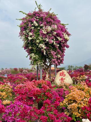 Hainan's Stunning Flower Fields for a Spring Festival Visit at Jianfeng Flower Village