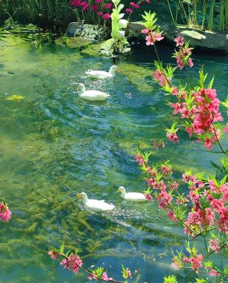 ชมฤดูใบไม้ผลิที่จี่หนาน! มีคู่มือเลี่ยงกับดัก