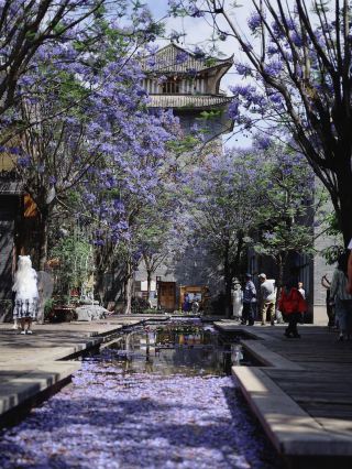 จุดชมต้นจาคารันดาที่คนไม่ค่อยรู้จักในคุนหมิง | ทะเลดอกไม้สีม่วงที่ซ่างเหอหยวนเหมาะอย่างยิ่งสำหรับการถ่ายภาพ