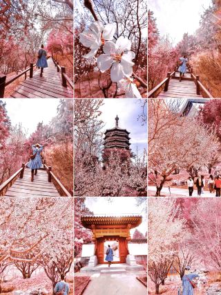 สวนพฤกษศาสตร์ชมดอกพีชใน 1 ชั่วโมง·เส้นทางด่วน