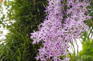Hekou "Color Walk," Spring Scenery of Two Countries in One City