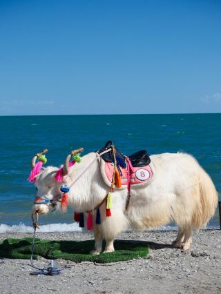 Qinghai Lake Cliff｜The Red Cliffs and Clear Waters of Shengquan Bay