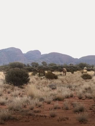 #Uluru# Kakadu National Park