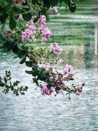 上海青浦夏陽湖畔|紫薇花開的夏日詩篇