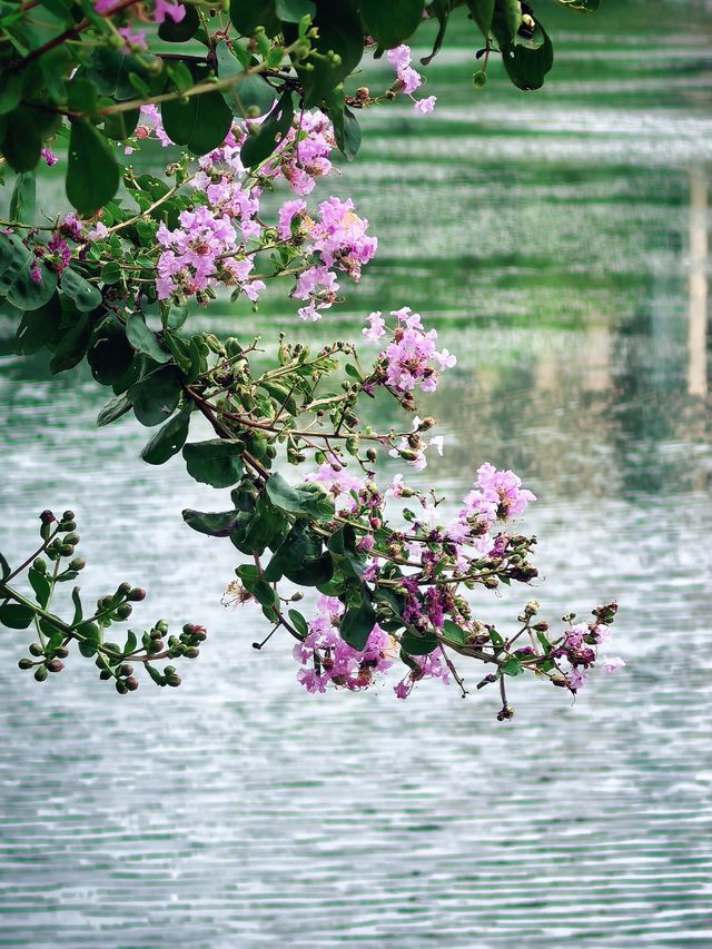 上海青浦夏陽湖畔|紫薇花開的夏日詩篇