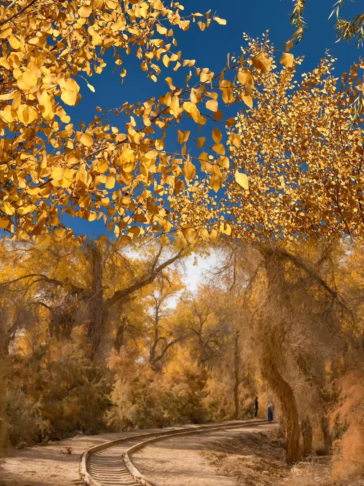 South Xinjiang poplars in October | only 20 days a year, don't miss it