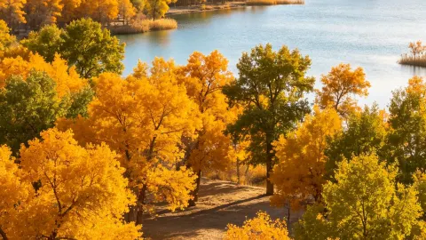 Avoid National Day crowds! Late‑summer Jinta poplar forest, a sea of green and healing lake waters more soothing than golden autumn — traveler post in Jinta