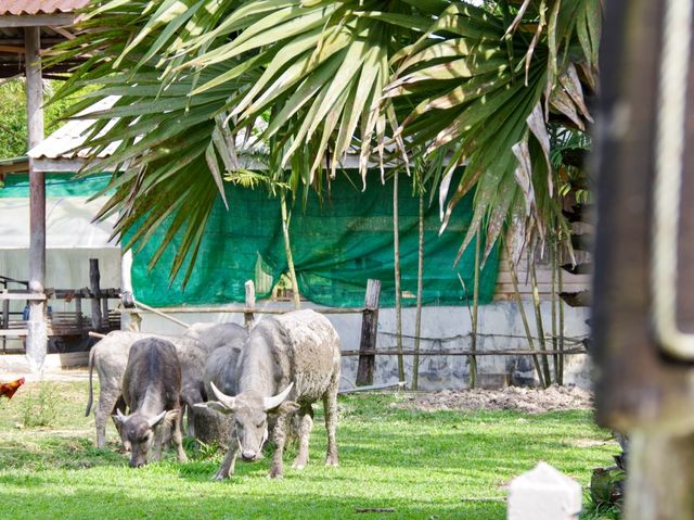 【タイ・プーケット】自然豊かで素敵な食堂🌿