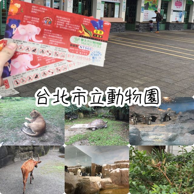 台灣開關親子遊😍台北半日市立動物園