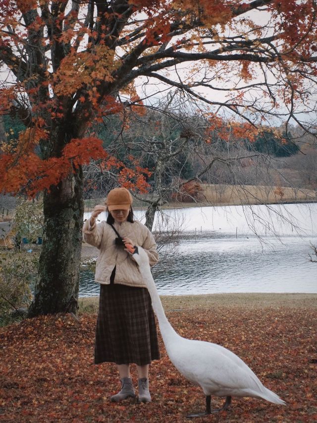 日本九州 | 一定要來一次志高湖🍁🦢